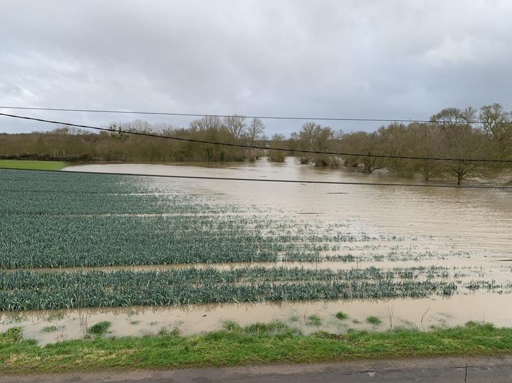Les poireaux sont sous l'eau à Sainte-Gemmes-sur-Loire