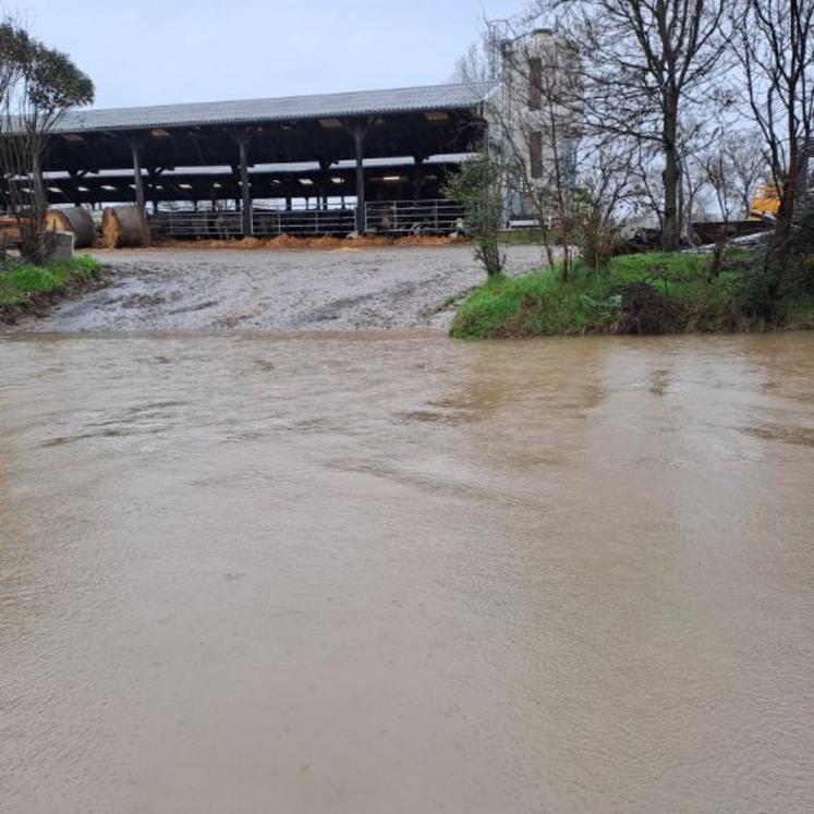 Les vaches sont hors d'eau chez Virginie Juret.