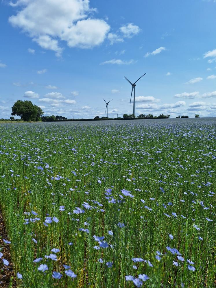 Antonin Merand a commencé la production de lin semences pour Hemp'it l'an dernier.