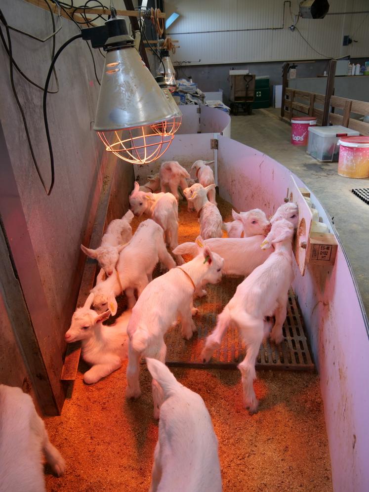A la naissance, les chevreaux restent deux jours dans ces parcs chauffés. 