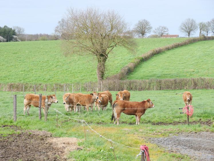 Sur 154 de SAU, 91 ha sont en prairie.