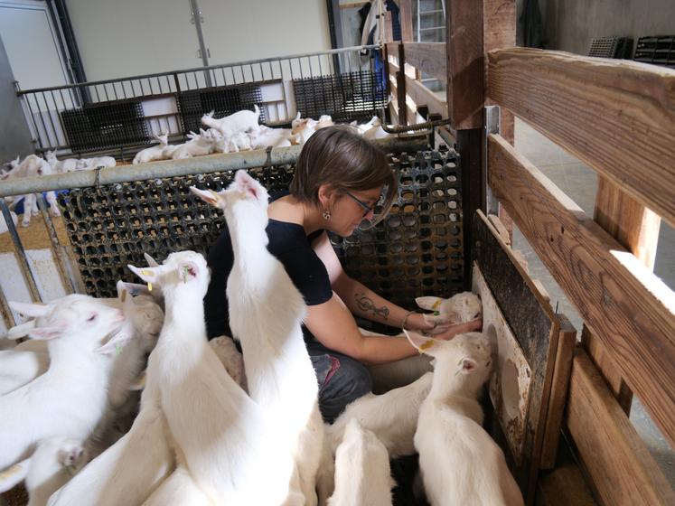 Blandine Augereau gère les mises bas et l'élevage des chevrettes avec son frère Nicolas. Elle aide les chevreaux et chevrettes à s'alimenter à la louve.