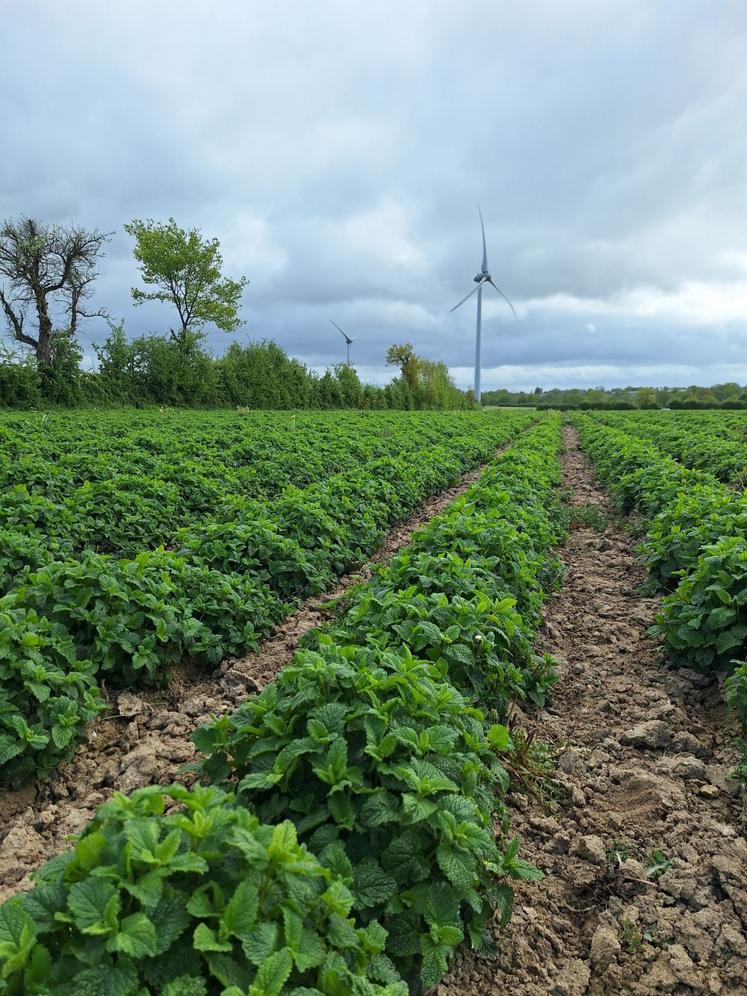 La production de mélisse est en contrat avec la société Promoplantes de Chemillé en Anjou (Chanzeaux).