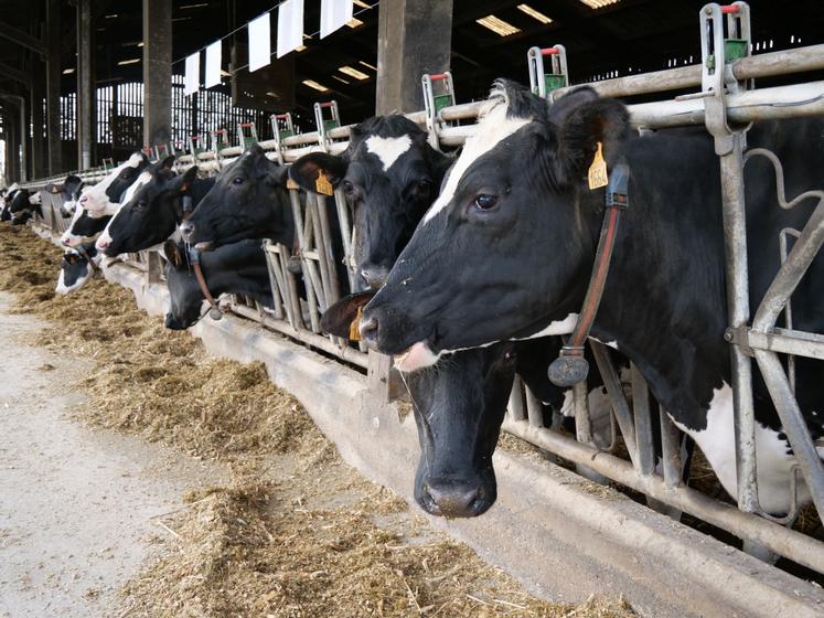 Les vaches et les génisses du Gaec de la Boissière sont toutes génotypées.