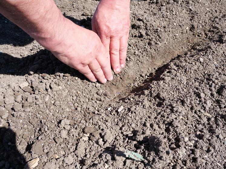 Contrôle de la profondeur de semis.