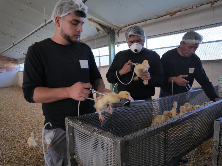 Vaccination de canards dans un élevage de Maine-et-Loire.