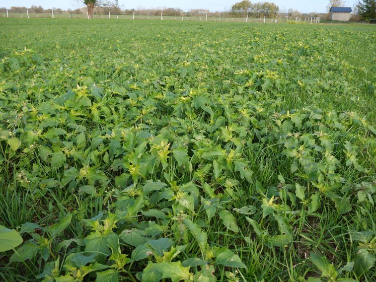 Parcelle envahie de datura stramoine, en novembre 2022, à Saumur.