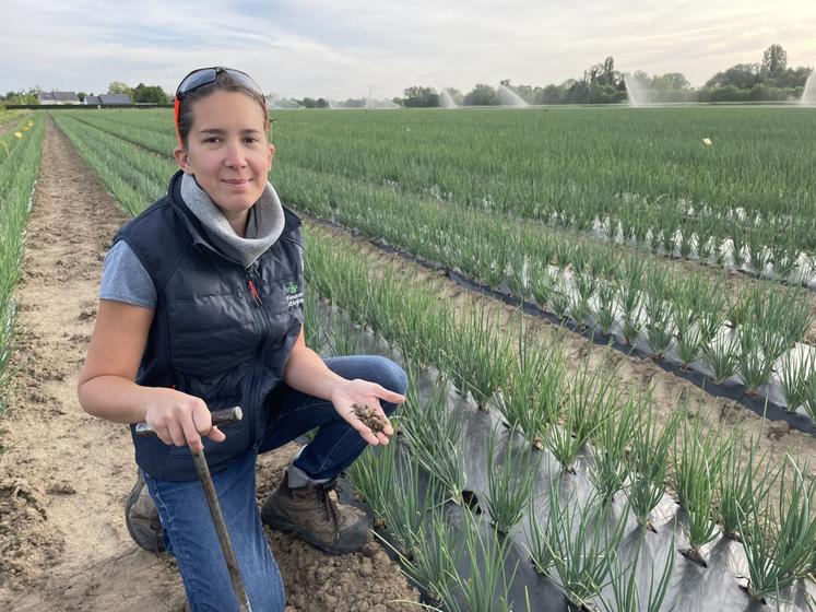 Julie Lebas de Lacour, conseillère technique légumes chez Fleuron d'Anjou, observe le sol à l'aide d'une tarière : l'horizon superficiel est sec.
