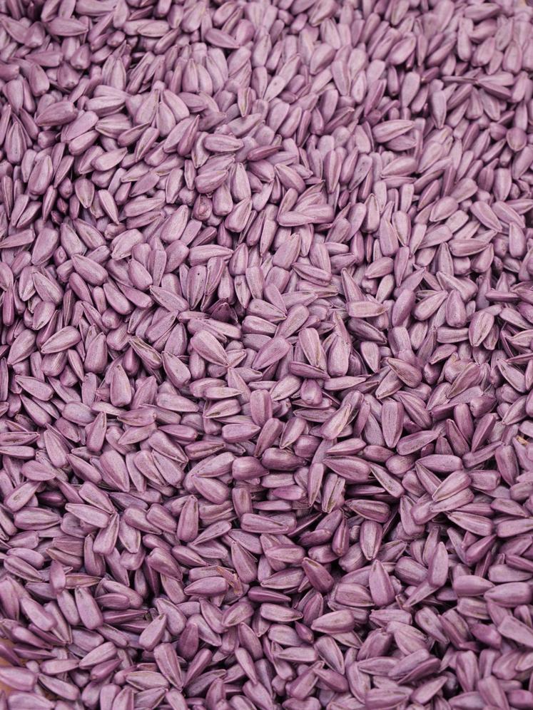 graines de tournesol