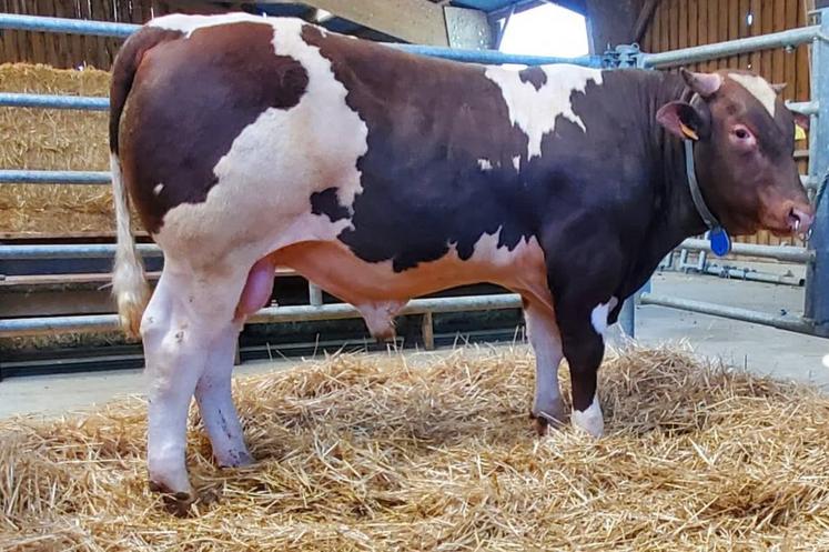 Asterix, de l'EARL de la Girardière (72), a été acheté 12 500 € par 2 élevages angevins, le Gaec Elevage Ménard et le Gaec Jeanneteau.