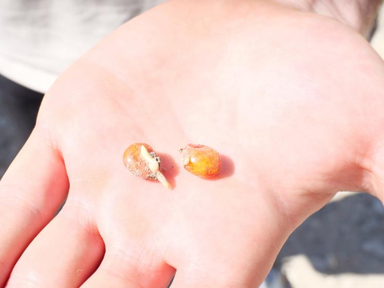 graine de maïs germée