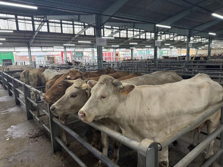 Le foirail intercommunal de Châteaubriant peut recevoir jusqu'à 2 400 animaux sous la halle couverte.