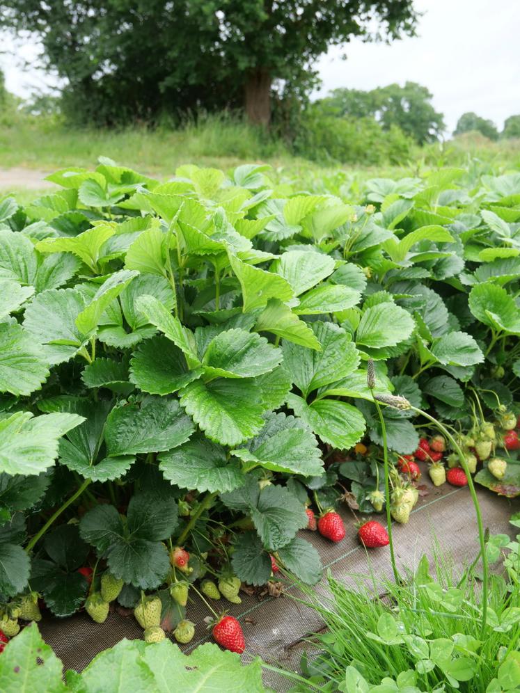 Les fraises, cultivées en plein champ, seront vendues en libre cueillette toute la journée du 30 mai.