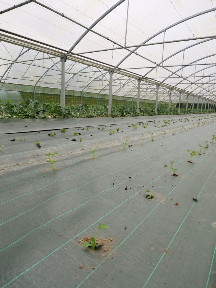 plantation patates douces serre
