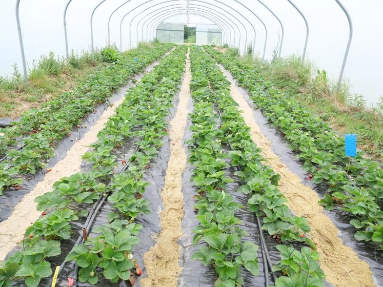 Sous le tunnel, les fraisiers sont plantés sur un lit de foin recouvert d'une bâche. Après l'arrachage, des engrais verts sont semés pour nourrir le sol et le préserver de la sécheresse.