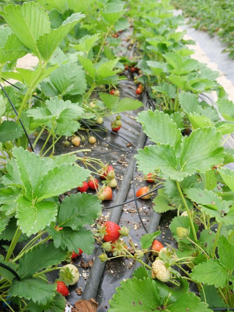 Les extraits fermentés sont apportés via l'irrigation ou en foliaire.