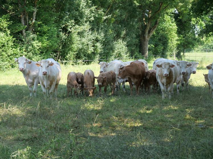 vaches et veaux croisés