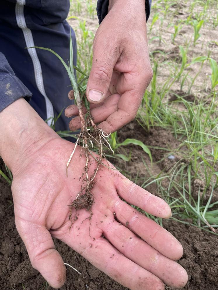 Le souchet se reproduit grâce à ses tubercules.