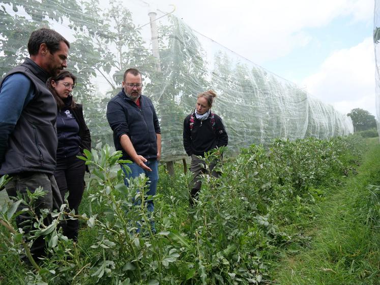 Bruno Jaloux, de l'Institut Agro d'Angers, en observation avec Laurina Chioso, conseillère arbo à la Chambre d'Agriculture, au Verger de la Hanère, une exploitation intégrée dans le projet Diver'ant. « On veut que les fourmis viennent sur la féverole, et non sur les arbres », explique-t-il.
