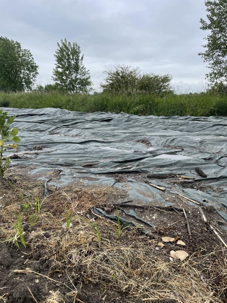 Sur l'exploitation du Gaec du Lathan, à Longué Jumelles, des essais de solarisation sont en cours.