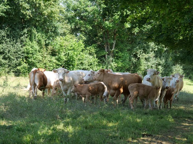 vaches et veaux croisés