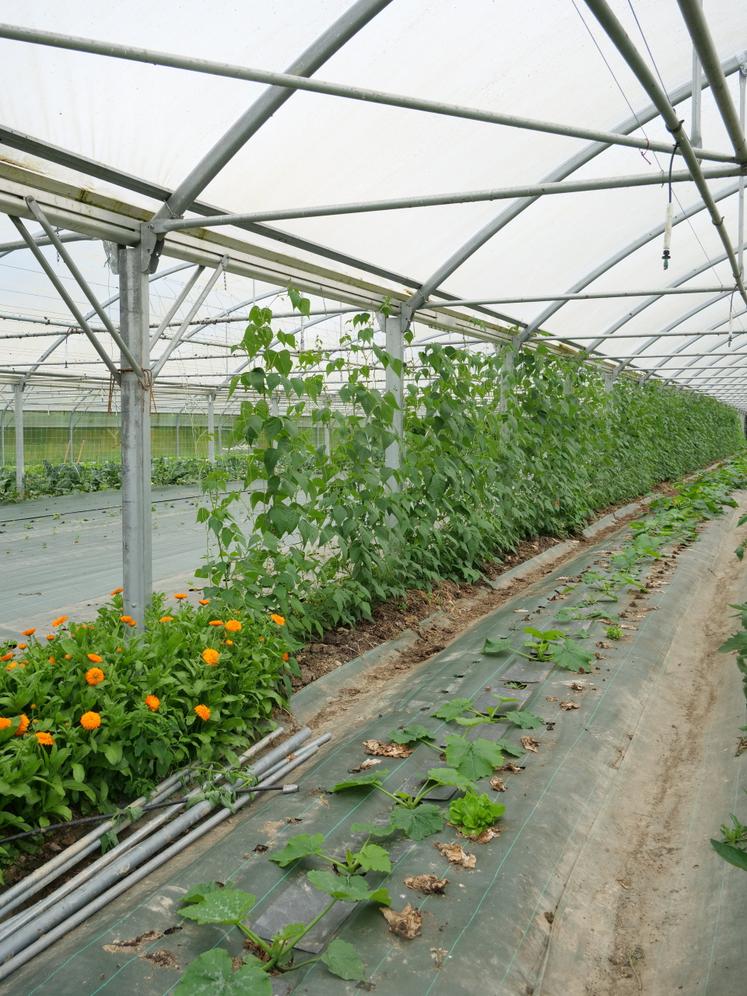 Chaque surface de production est optimisée sous les serres avec par exemple les haricots grimpants.