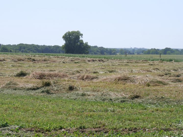L'éleveur dispose de 62 ha de prairies pour alimenter ses animaux (pâturage, foin, enrubannage).