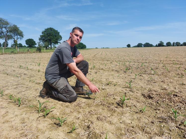 Jean-François Gillier, le 22 mai, dans l'une des parcelles de maïs touchées par la mouche Geomyza.