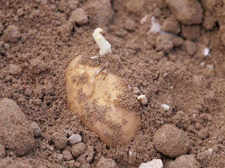 pomme de terre