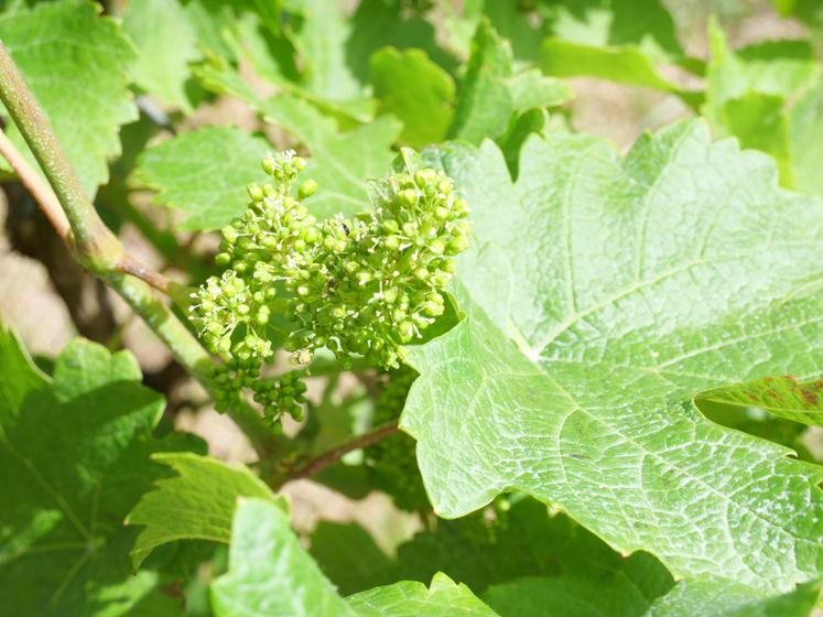 Au 22 mai, la vigne commence à fleurir