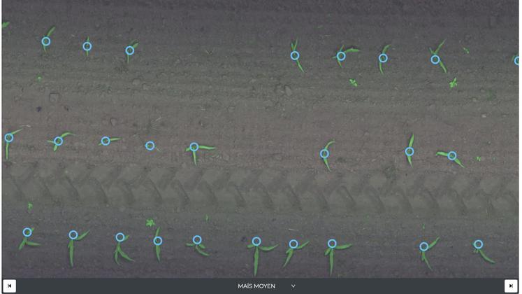 Des caméras embarquées sur le robot détectent les plantes à protéger.