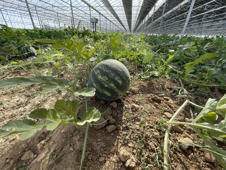Serre agrivoltaïque