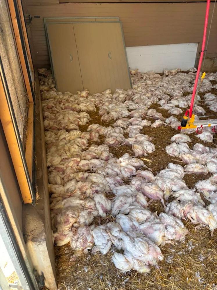 Les élevages de volailles ont été particulièrement impactés.