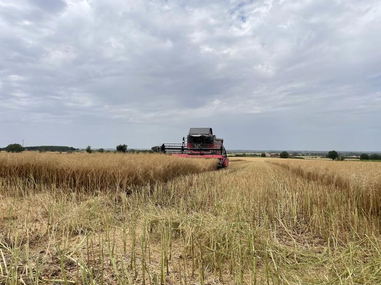 La récolte du colza à La Fosse de Tigné, lundi 15 juin. 