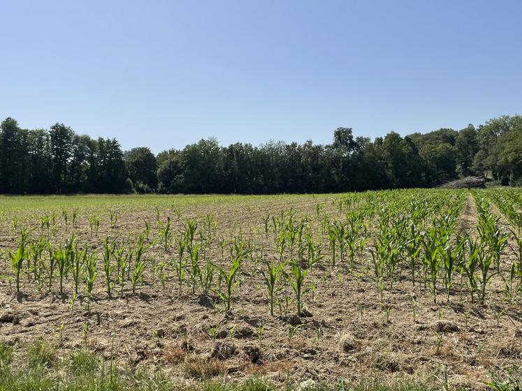 Que ce soit dans le Haut-Anjou (secteur de Sceaux-d'Anjou), à Coron ou à Montilliers, les maïs souffrent des fortes températures et ont stoppé leur développement.