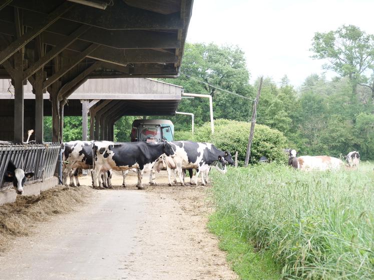 « Quand nous aurons des robots, on souhaite que les vaches continuent toujours à sortir, si cela est possible », souligne Baptiste Proult. Un parcours est accessible à partir de la stabulation.