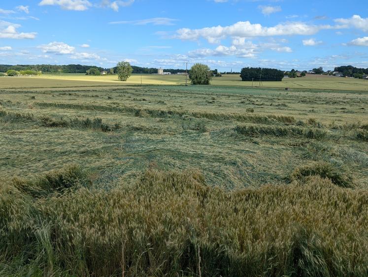 Dans le secteur de Bauné, le blé est versé dans certaines parcelles.