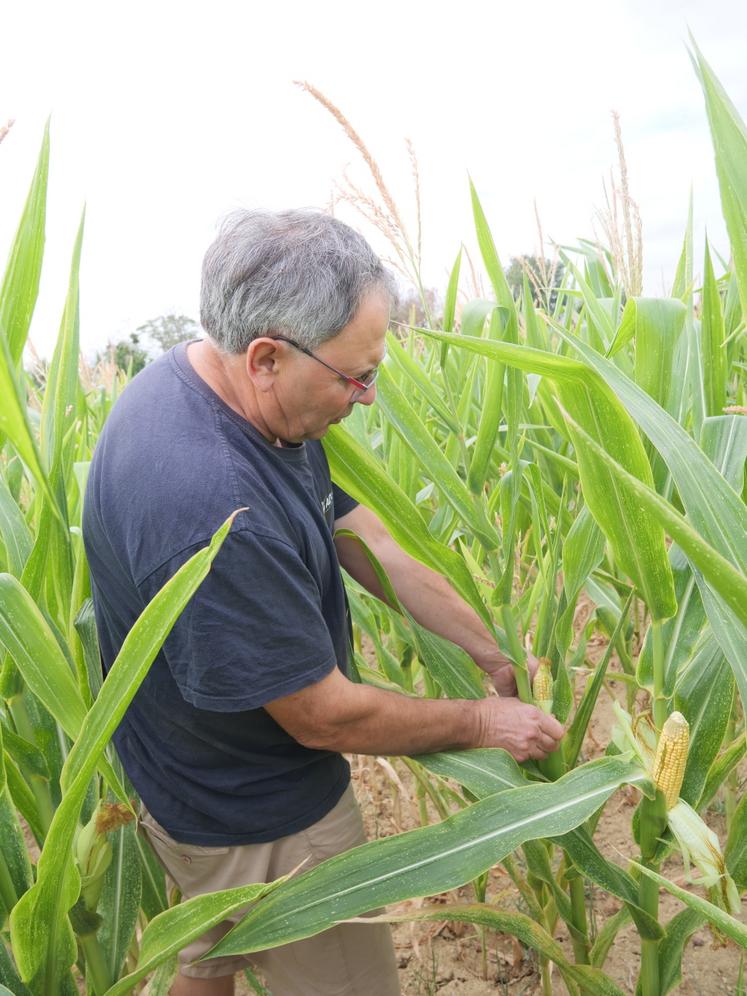 Le cycle de développement de la variété DK 4302 nécessite environ 1740 à 1875 degrés-jours (base 6-30°C) pour arriver à maturité. Cet indice est idéal pour une utilisation en ensilage ou en grain.