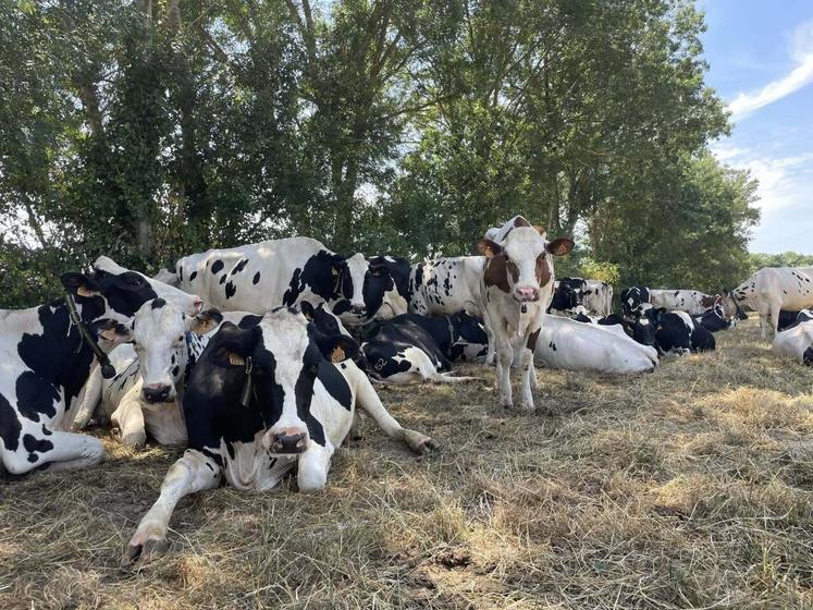 Durant la canicule, toutes les vaches en production et les génisses ont un accès à l'extérieur sur des parcelles ombragées.