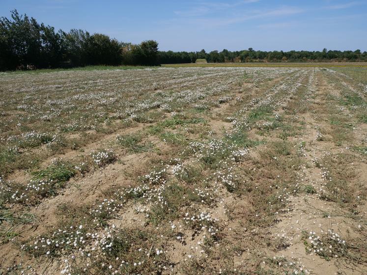 Le volume de camomille récolté a été divisé par deux ou trois.
