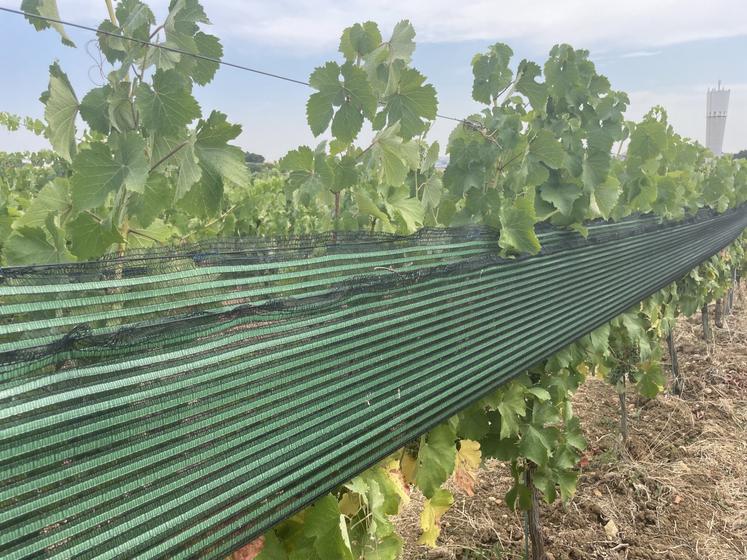 Les filets d'ombrage réduisent l'échaudage de la vigne.