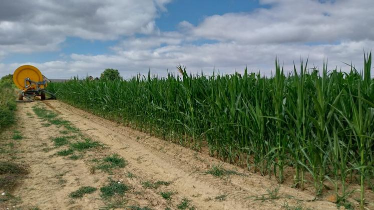 Les parcelles de maïs irrigués sont plus vertes mais le tonnage sera aussi impacté par les canicules