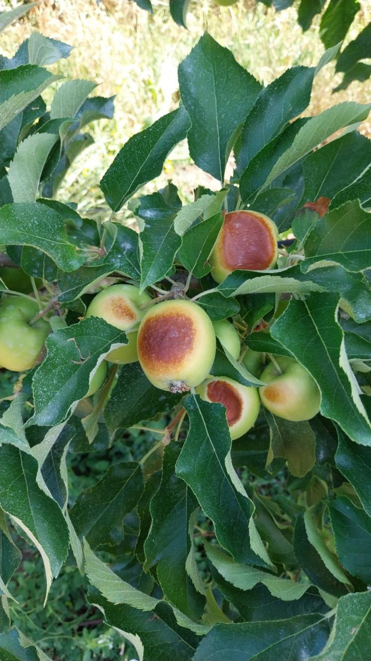 Malgré le blanchiment des fruits et les filets paragrêle, des brûlures dues au soleil sont apparues sur les pommes à Verrières-en-Anjou.