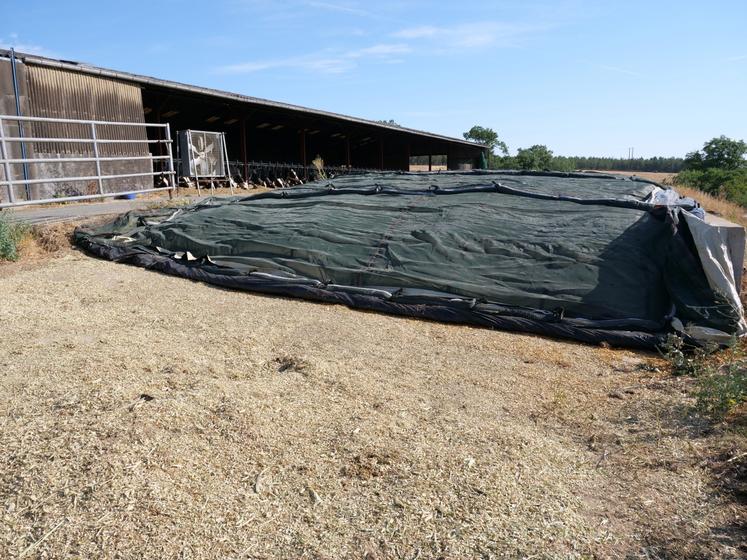 Au Gaec de la Perrochère, à Montilliers, 17 ha de maïs non irrigués ont été ensilés jeudi 9 juillet.