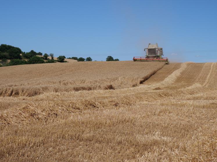 47 ha de blé ont été récoltés en deux jours de chantier à La Membrolle-sur-Longuenée.