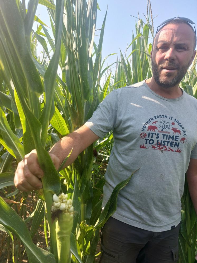 Vu de l'extérieur le maïs irrigué de Yannick Forestier est encore vert en cette fin juillet, mais les bosselles se sont développées avec de nombreuses anomalies (ici du charbon).