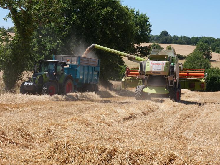 Les grains sont transportés jusqu'à l'exploitation.