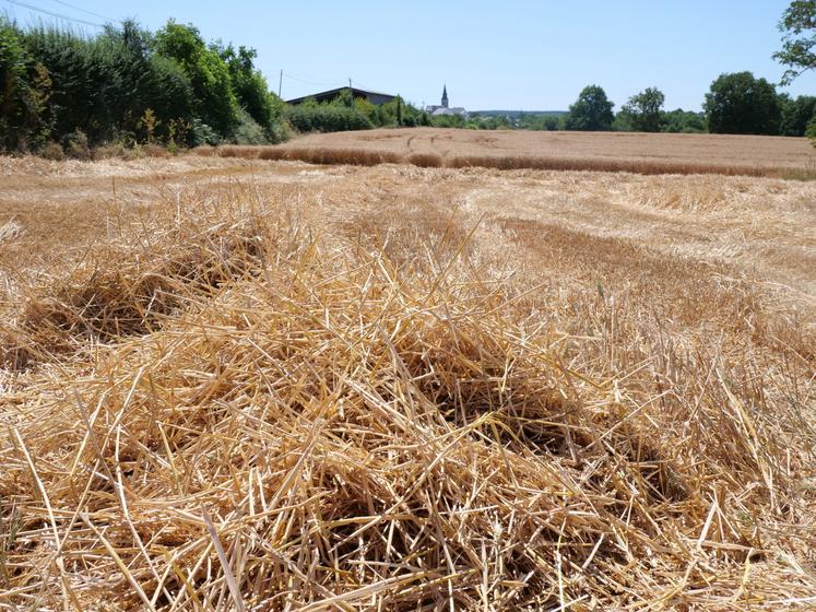 paille de blé