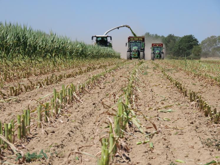 L'entreprise de Benjamin Morin ensilait le maïs de Clément Girard vendredi 10 juillet, à Coron. La machine, équipée d'un bec à maïs Claas Orbis 600 SD, avançait rapidement dans les plantes qui ne dépassaient pas 1,10 m de haut.