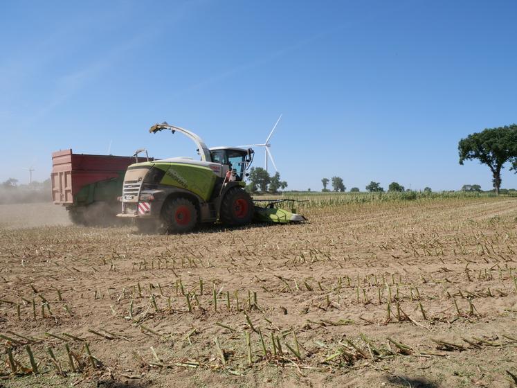 ensilage maïs